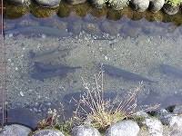 20070611shirakawa (23).jpg